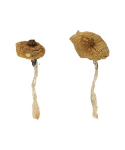 Blue Magnolia Rust Magic Mushrooms