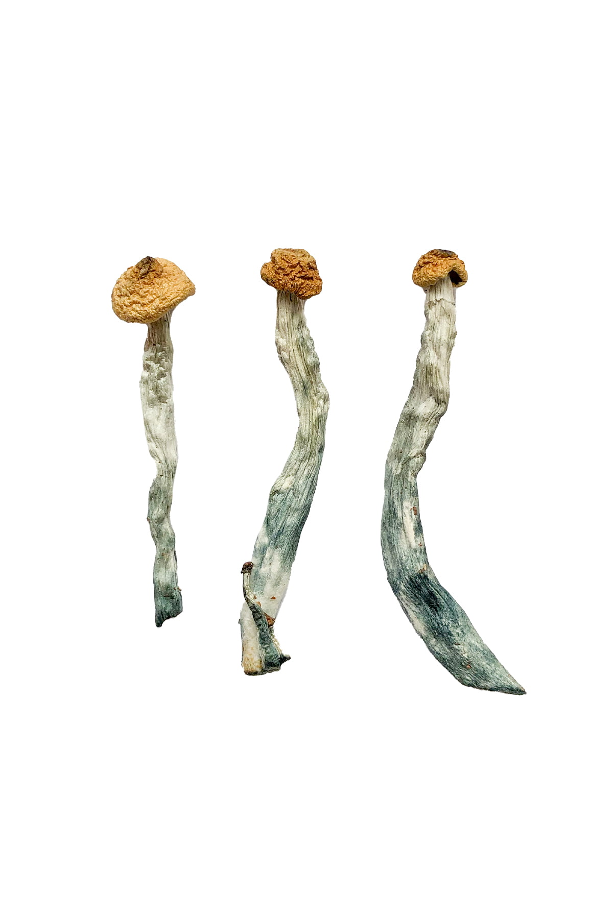 Creeper Magic Mushrooms