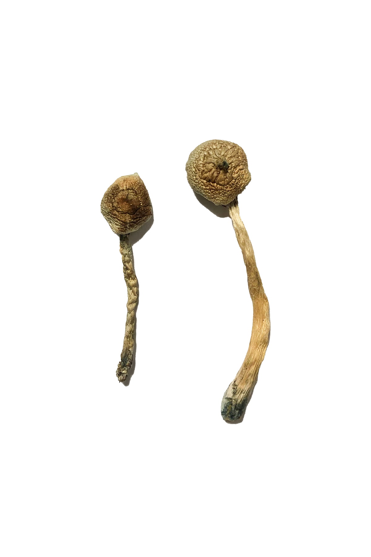 Rusty Whyte Magic Mushrooms